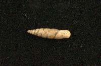 藏品(石氏煙管蝸牛)的圖片